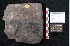 Foto (Objekt + Etikett) von Plantae indet.  (NHMW-GEO-2024-0188-11566)